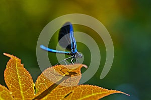 Blue dragonfly