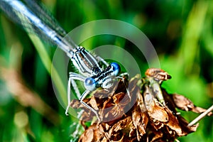 Blue dragonfly with big eyes.