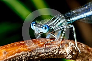 Blue dragonfly with big eyes