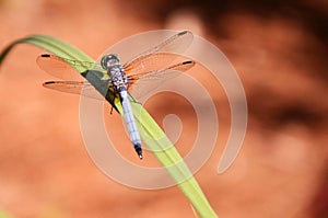 Blue dragonfly on a blade of grass against a tan backdrop