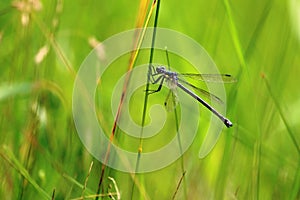 Blue dragonfly