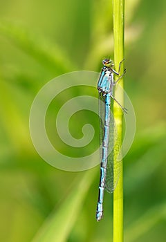 Blue dragonfly on a blade of grass on a green background