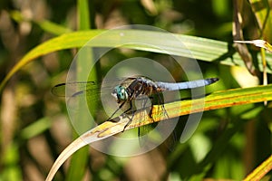 Blue Dragonfly Blue Dasher Pachydiplax longipennis