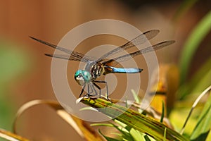 Blue Dragonfly Blue Dasher Pachydiplax longipennis