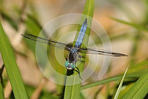 Blue Dragonfly Blue Dasher Pachydiplax longipennis