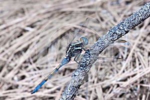 Blue dragonfly photo