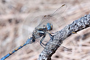 Blue dragonfly