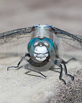 Blue dragonfly close-up