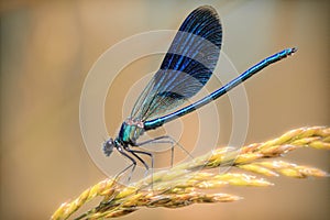 Blue dragonfly close-up on a golden branch of wheat.