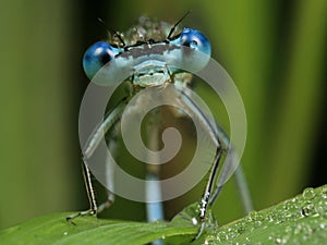 Blue Dragonfly - Coenagrion puella