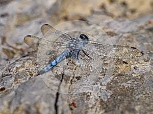 Blue dragonfly or darning needle close up.