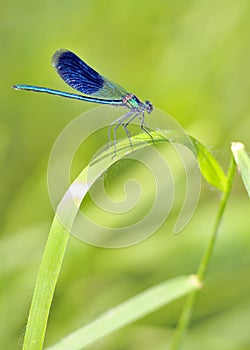 Blue Dragonfly