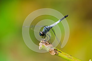 A blue dragonfly on a dry branch