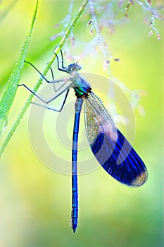 Blue Dragonfly in early morning