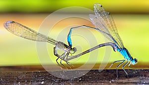 Blue dragonfly Enallagma cyathigerum photo