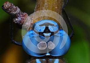 Blue dragonfly eyes