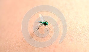 Blue dragonfly on a finger on a white background.