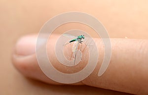 Blue dragonfly on a finger on a white background.