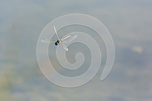 Blue dragonfly in flght over a green scummy pond