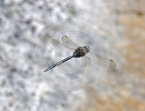 Blue dragonfly flying