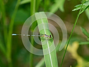 Blue dragonfly on a grass