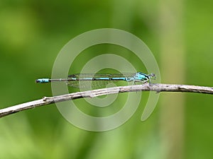 Blue dragonfly on a grass