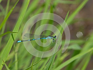 Blue dragonfly on a grass