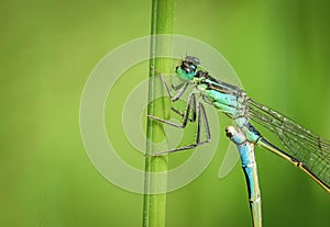 blue dragonfly on grass copulation detail