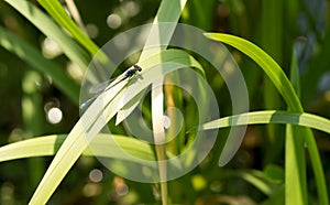 Blue dragonfly on a grass stalk