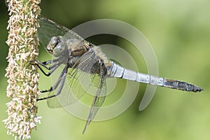 A blue dragonfly on Southampton Common