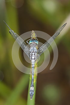 Blue dragonfly with green eyes on a leaf photo