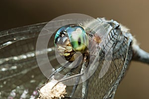 Blue dragonfly with green eyes macro portrait on a stick