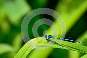 Azul libélula sobre el césped verde 