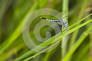 Blue dragonfly on green grass