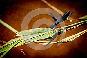 A blue dragonfly on a green leaf