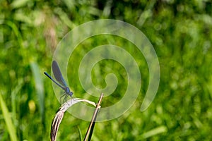 A blue dragonfly on a green leaf