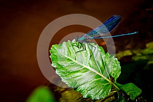 A blue dragonfly on a green leaf