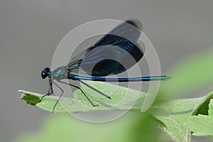 Blue dragonfly on a green leaf.