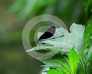 Blue Dragonfly on Green Leaf