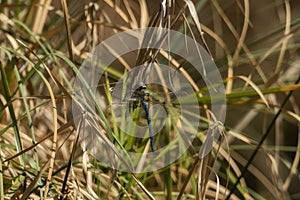 Blue dragonfly hangs on blade of grass