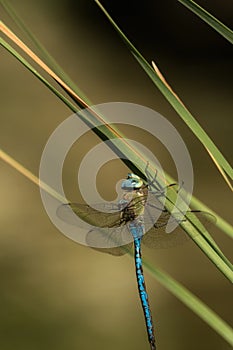 Blue dragonfly hangs on blade of grass