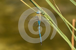 Blue dragonfly hangs on blade of grass