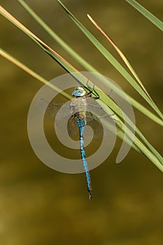 Blue dragonfly hangs on blade of grass