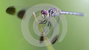 blue dragonfly on its perch, macro photography of this elegant odonata resting on a blade of grass