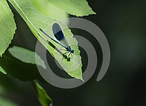 Blue dragonfly on leaf