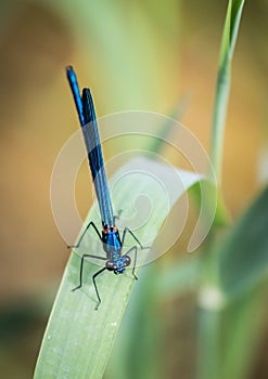 Blue dragonfly on leaf