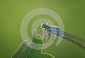 blue dragonfly on a leaf in golden hour