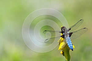 Blue dragonfly, Libellula depressa, sitting on a yellow flower