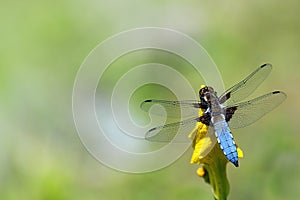 Blue dragonfly, Libellula depressa, sitting on a yellow flower photo