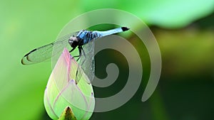 Blue dragonfly on Lotus flower bud